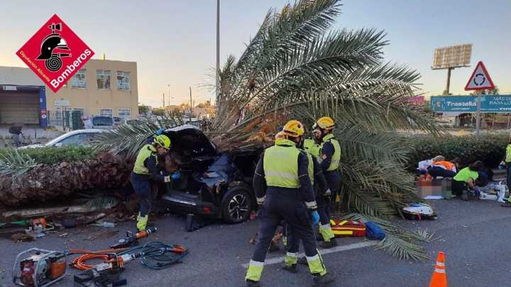 Morre un home ao caer unha palmeira sobre o seu vehículo en Torrevieja