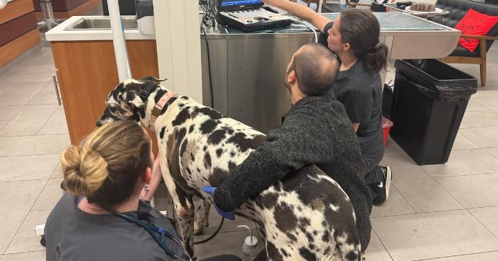 Georgia vet shares how to keep pets safe this Thanksgiving