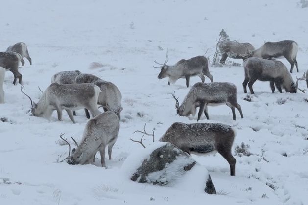 Reindeer stops traffic in Scottish Highlands