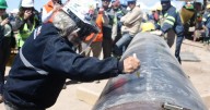 Hito en VMOS: se completó la soldadura del oleoducto que conectará Vaca Muerta con la costa de Río Negro