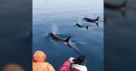 EXCLUSIVE: Pack of Killer Whales Attack Boat Filled With Tourists