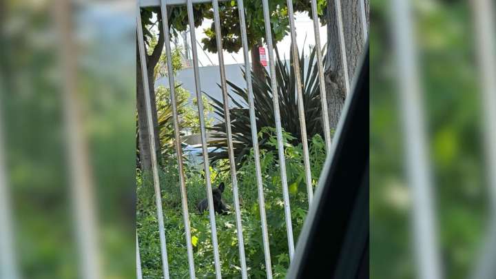 A Desperate Call From An Industrial Zone Leads California Rescuers To A Tiny Life In Danger