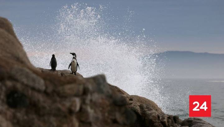 Pingüinos de Humboldt corren el riesgo de seguir disminuyendo en Chile: advierten científicos