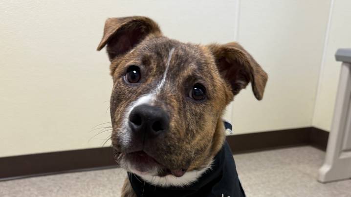 Shasta and Siskiyou animal rescues receive total $28,200…