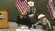 Miniature horse sworn in as Monterey County Sheriff's Office Community Ambassador