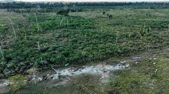 Interpol announces a new global fight against illegal deforestation