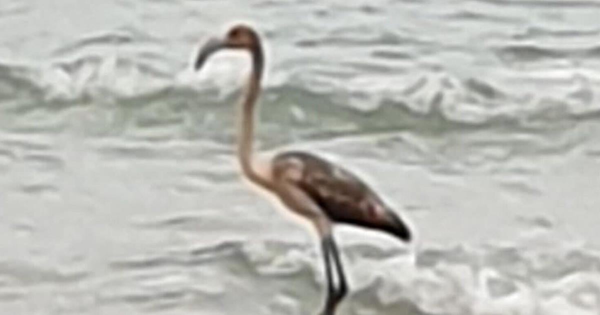 Frankie the missing flamingo spotted on coast of France