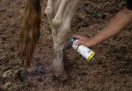 73 casos de miasis en humanos son registrados en México por Gusano Barrenador