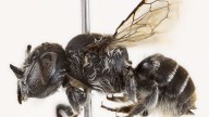Nueva especie de abeja descubierta en Australia: así es la abeja ‘Lucifer’ con cuernos de diablo