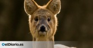 Parecen tiernos, pero esconden colmillos: la sorprendente realidad de los llamados ciervos vampiro