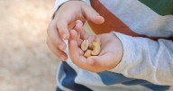 Oral Immunotherapy Helps Many Kids Lose Food Allergies, Studies Say