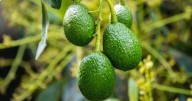 Cómo cultivar tu propio árbol de palta: cada cuánto hay que regarlo y cuándo da los primeros frutos