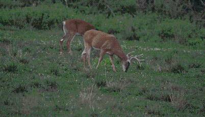Deadly crash on I-35 near Guthrie highlights dangers of deer collisions