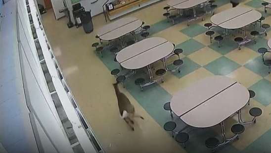 VIDEO: Deer crashes through window of Ohio junior high school