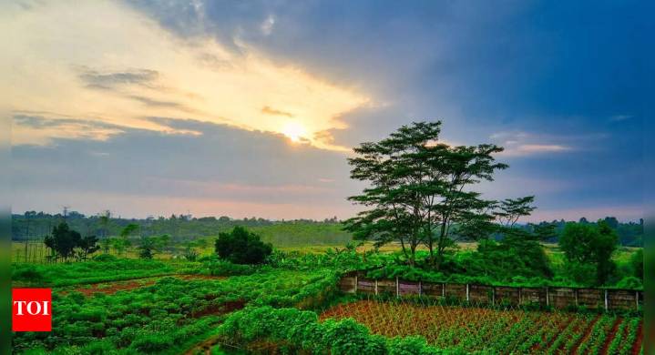 Morning sun vs afternoon sun: Which time supercharges your vitamin D levels the most