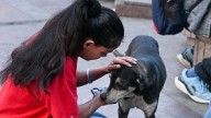 I am a dog lover, but we don’t know how to win the war on strays