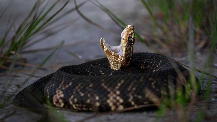 These 3 snakes are the only in Georgia that pose serious threats to life