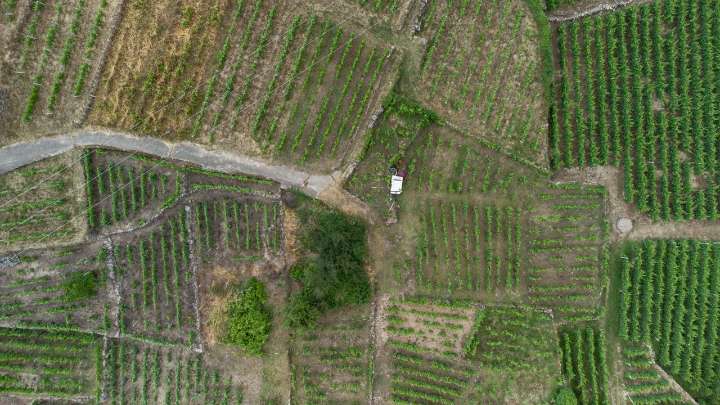Fincas agrícolas en Galicia desde un euro: el minifundio sigue vivo en el Banco de Terras