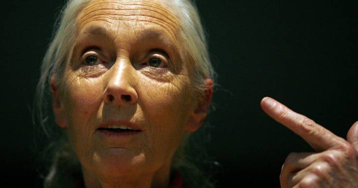Watch Jane Goodall’s memorial service live from Washington National Cathedral
