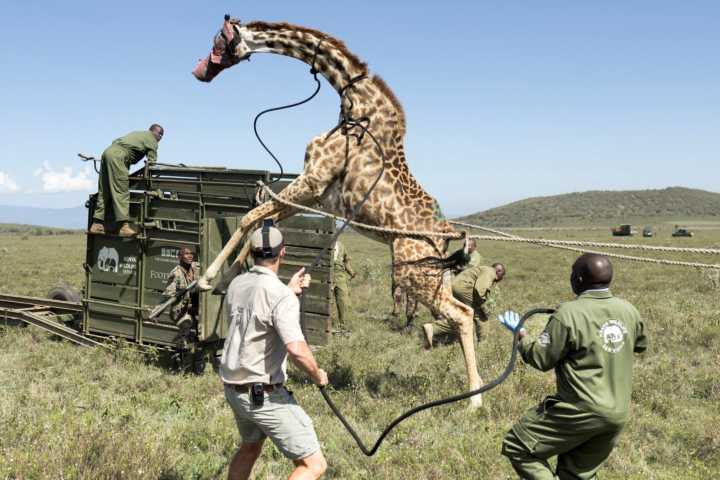 Kenia realiza traslado de jirafas para mejorar la vida silvestre
