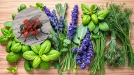 Las 5 plantas aromáticas que perfuman tu casa y ahuyentan a las moscas