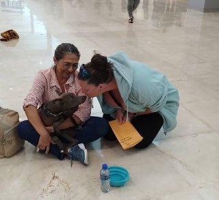 Perrito rescatado en Valladolid viaja a Canadá para comenzar nueva vida