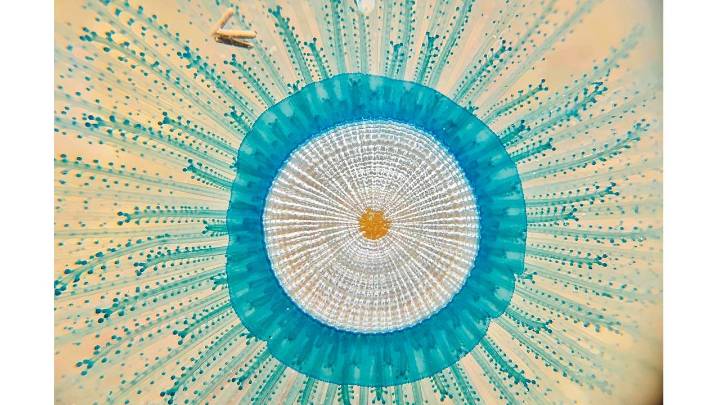 Climate change delaying Blue Button sightings along Mumbai’s shores