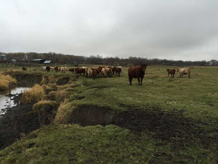 Governments of Canada & Manitoba launch pilot to reward sustainable farming