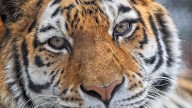 Beloved Amur tiger dies at Seneca Park Zoo