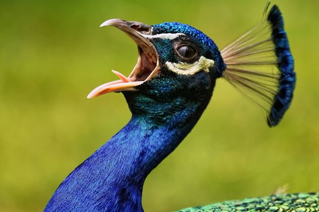 McVerry Trust spent €300,000 refurbishing driveway and built peacock enclosure at period property