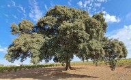Dos árboles centenarios de Toledo compiten por el título al mejor de España en 2026