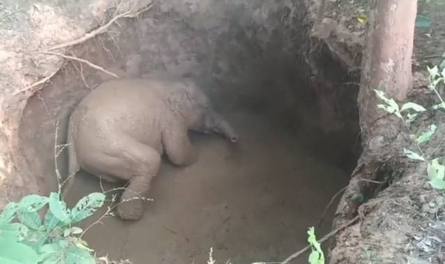 Elephant Calf Rescued from Abandoned Well in Bolangir