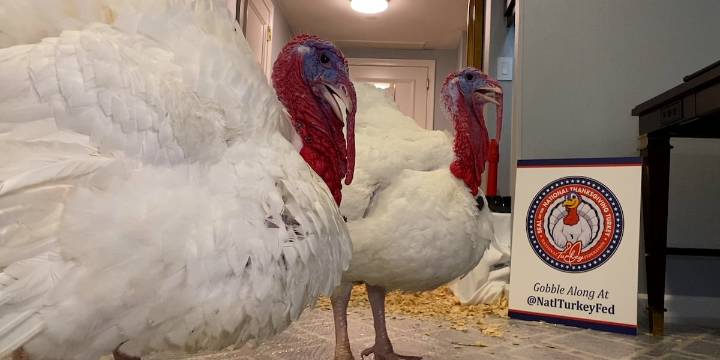 President Trump set to pardon two N.C. turkeys