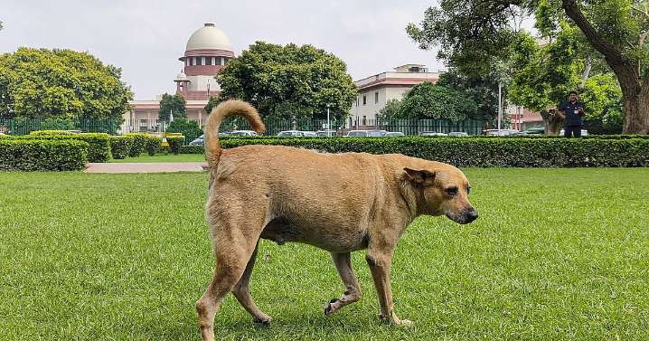Over 90,000 stray dogs in Mumbai, only 8 shelters: BMC officials