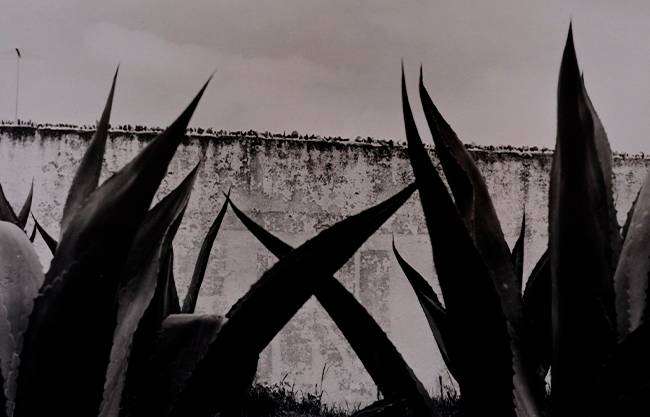 Llevan a París fotos de Manuel Álvarez Bravo; exponen obras inéditas