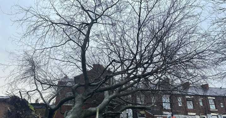 Tree crashes down on homes in Greater Manchester street as residents ordered to leave