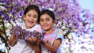 Applecross streets and gardens awash in purple as jacarandas reach peak spring bloom