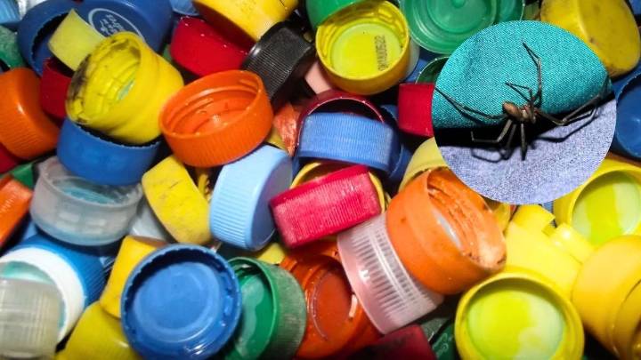 Cómo atrapar a la araña violinista usando tapitas de gaseosa: trampa casera efectiva