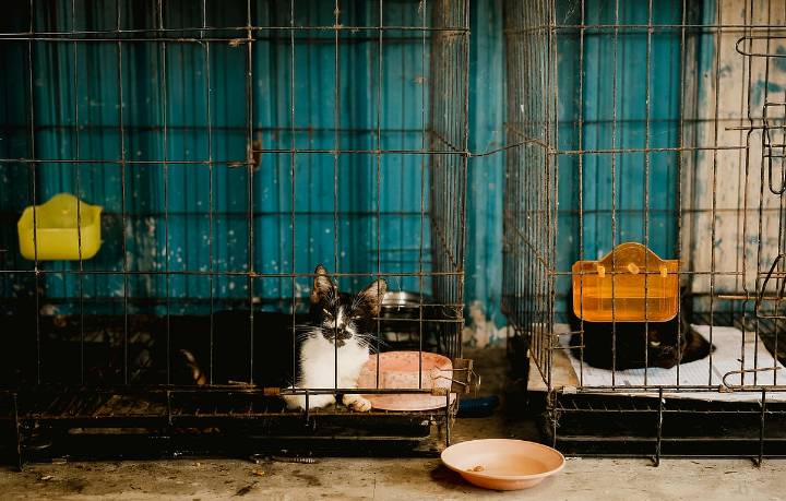 Villas del Pedregal, entre las zonas con mayor número de reportes de maltrato animal en Morelia: IMPA