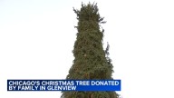 Chicago Christmas tree: Glenview Norway Spruce chosen as official city tree to light up Millennium Park