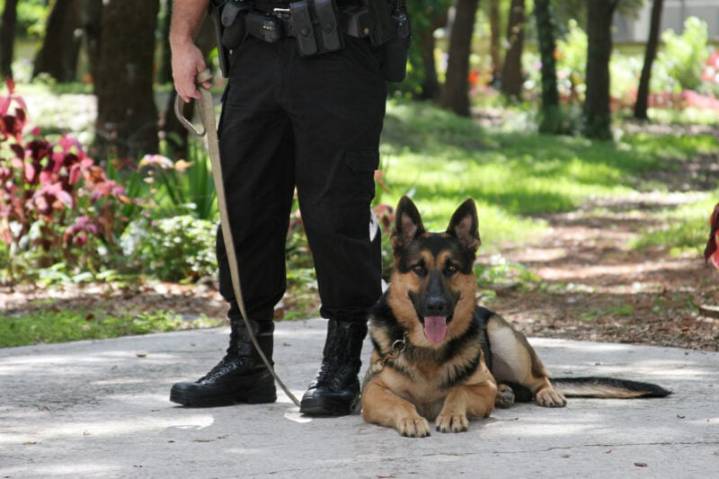 Four-legged officers save lives and solve crimes in Jackson
