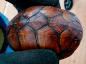 Rescata Profepa 774 torturas en aeropuerto de Tijuana