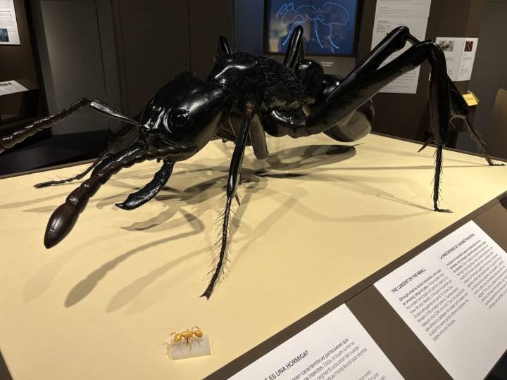 Writ Large “Ant: Tiny Creatures, Big Lives” Exhibit Arrives at Bruce Museum