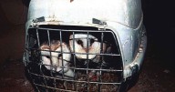 Barbaric birdman kept owls and birds of prey in tiny cages inside filthy home