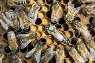 Worker honey bees can sense infections in their queen, leading to revolt