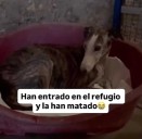 Denuncian la muerte por apuñalamiento de un galgo de 12 años en una protectora del Condado