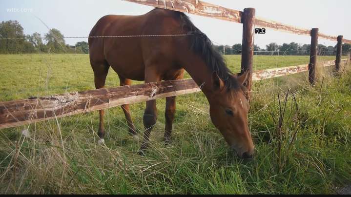 Officials monitoring multi-state equine herpesvirus outbreak, no cases in South Carolina