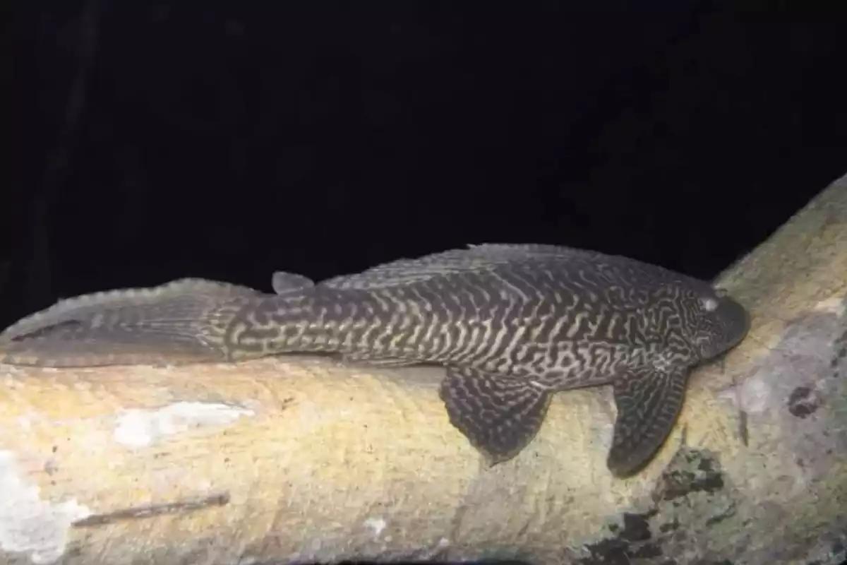 Alerta de riesgo ambiental en Bacalar ante la temporada de reproducción de pez diablo, aseguran que pone en peligro a las especies nativas