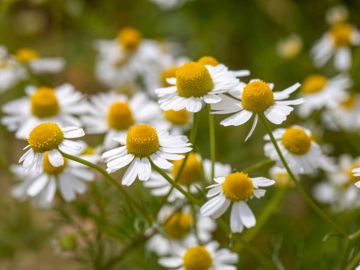Cuáles son las propiedades curativas de la manzanilla