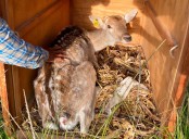 Reubica Profepa a 41 ejemplares que presentaban estrés y peso bajo, en Morelos